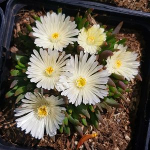 Delosperma Gartenpflanzen Jetzt Gunstig Online Bestellen