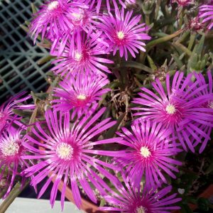 Delosperma Gartenpflanzen Jetzt Gunstig Online Bestellen