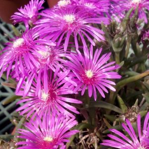 Delosperma Gartenpflanzen Jetzt Gunstig Online Bestellen