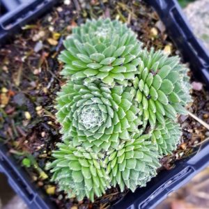 Sempervivum Gartenpflanzen Jetzt Gunstig Online Bestellen